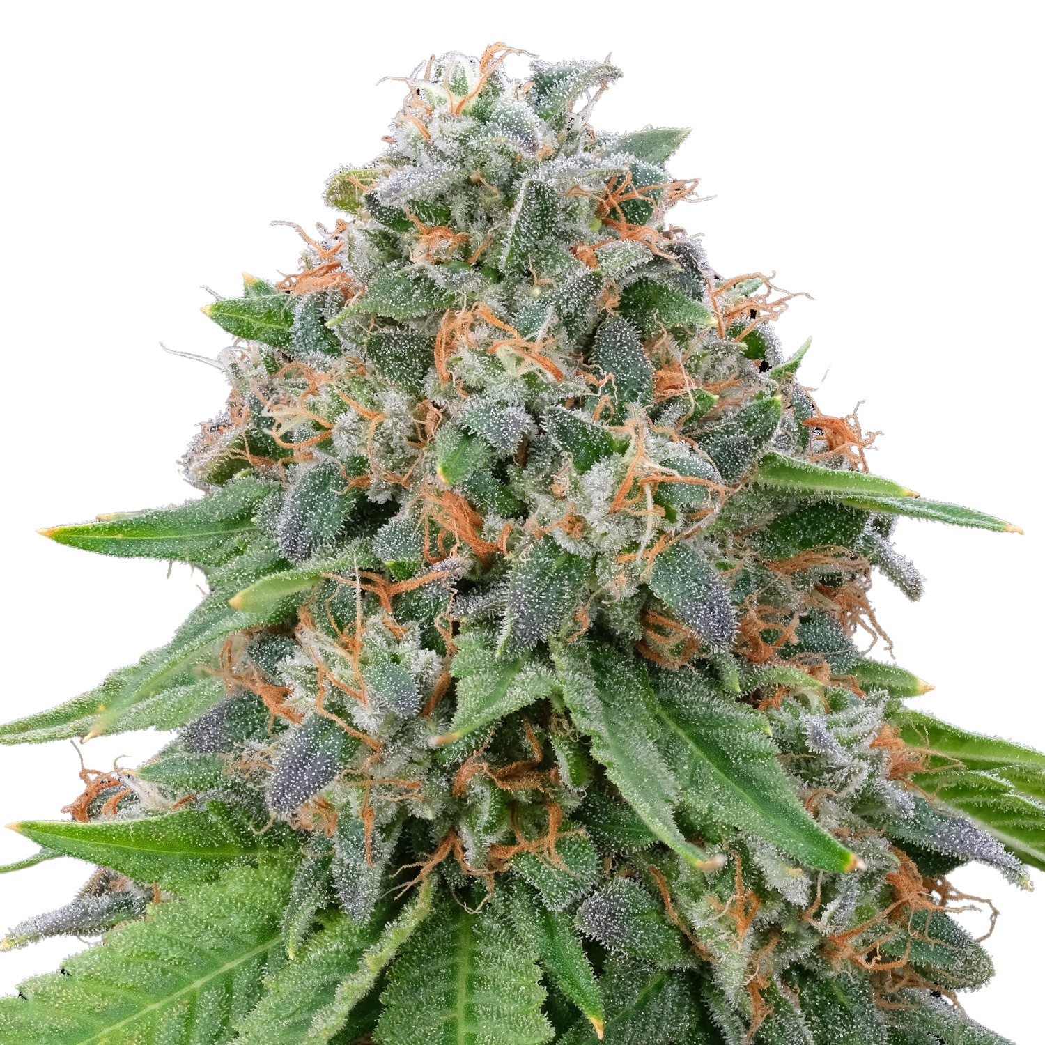 Guava Jam