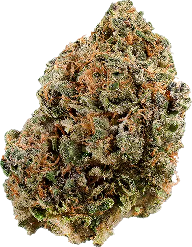 Cherry Gorilla
