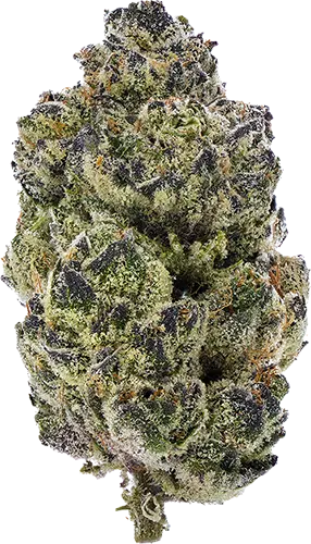 Double Fudge Cookies