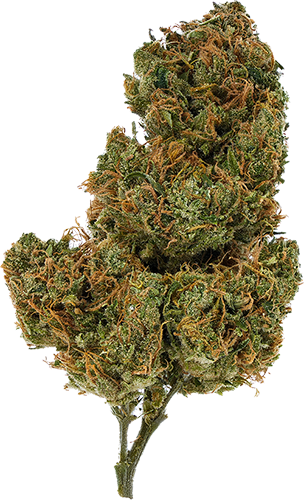 Golden Goat