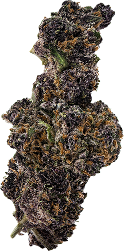 Thai Black Dog