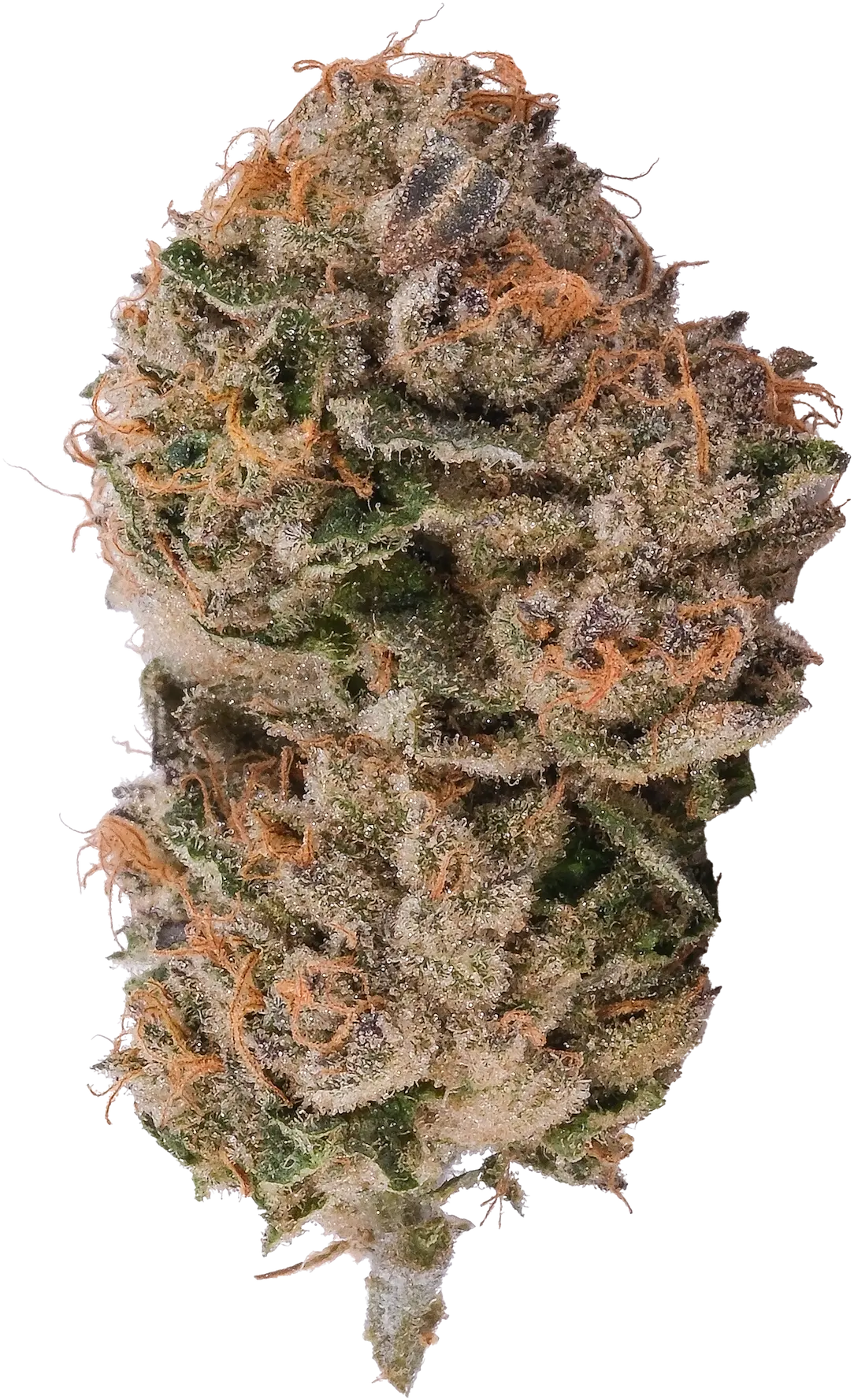 Purple Octane x Jealousy